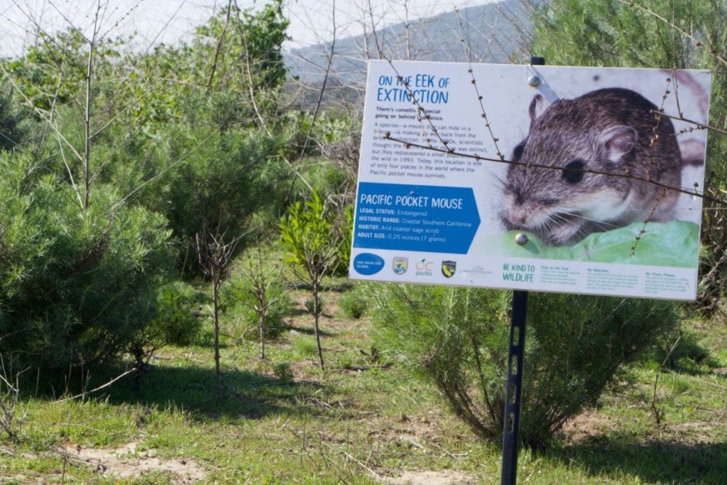 絶滅危惧種のネズミ”Pacific Pocket Mouse”の看板